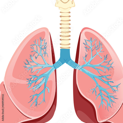 A medical diagram of the human lungs and trachea, highlighting the cartilage rings