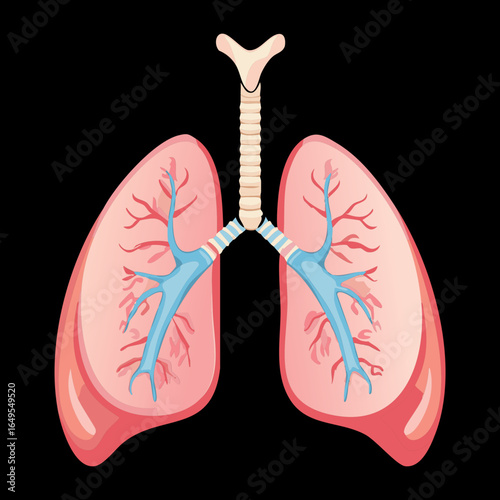  A medical diagram of the human respiratory system, showing lungs and trachea against a black background