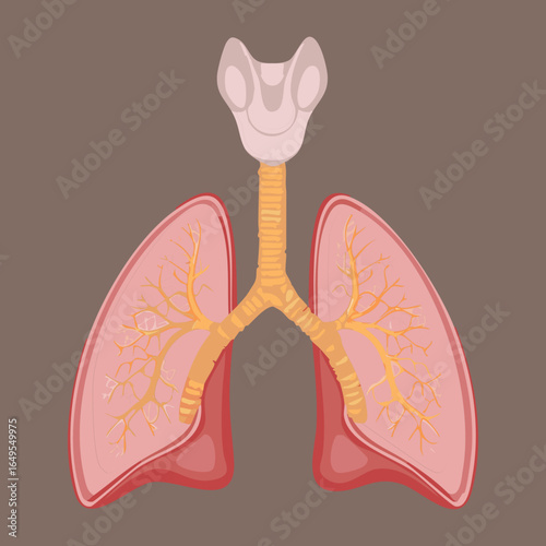 Illustration of the human lungs and trachea in a clean style