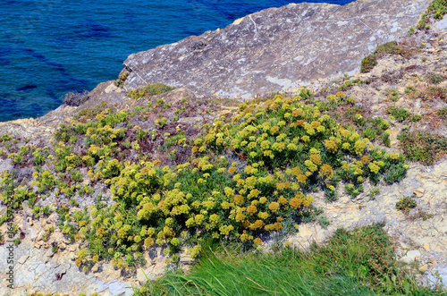 Sea fennel (Crithmum mariti...