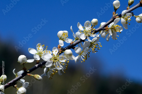 A branch of blackthorn (Pru...