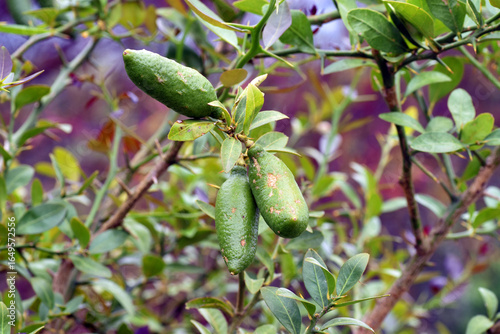 Leaves and fruit of the fin...