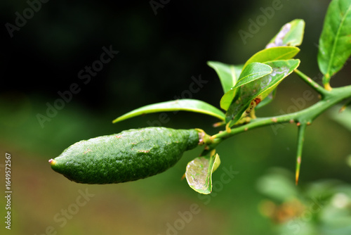 Leaves and fruit of the fin...