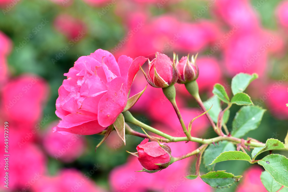 Fototapeta premium Detail of Rosa Nostrum Rosa pink Flower carpet