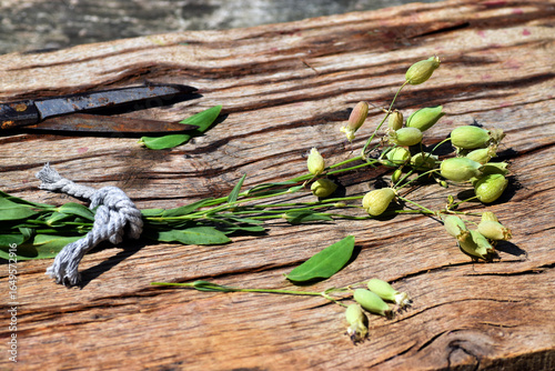 A branch of Silene vulgaris...