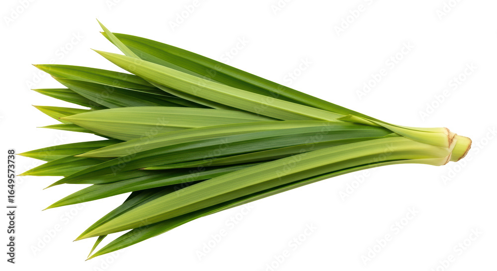 Obraz premium Isolated Pandan Leaves