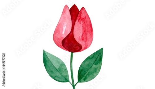 Hand-painted illustration of a single red tulip.
