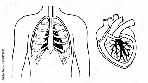 Illustration of human torso with rib cage and lungs alongside a separate heart anatomy diagram created with generated ai