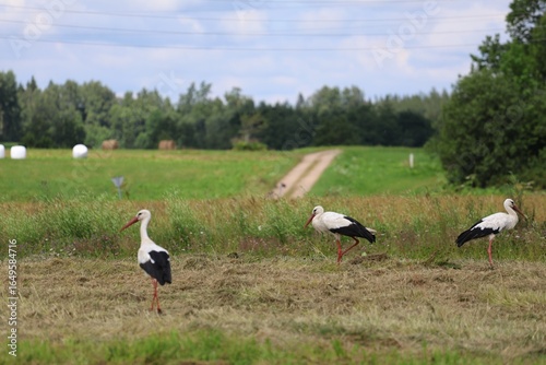 Three white storks walking on a freshly cut meadow in a rural green landscape.