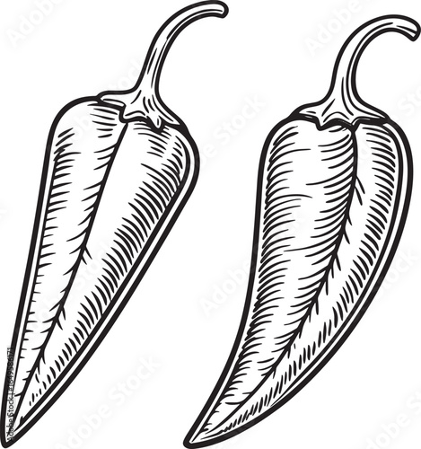 Spicy Peppers Vintage Sketch