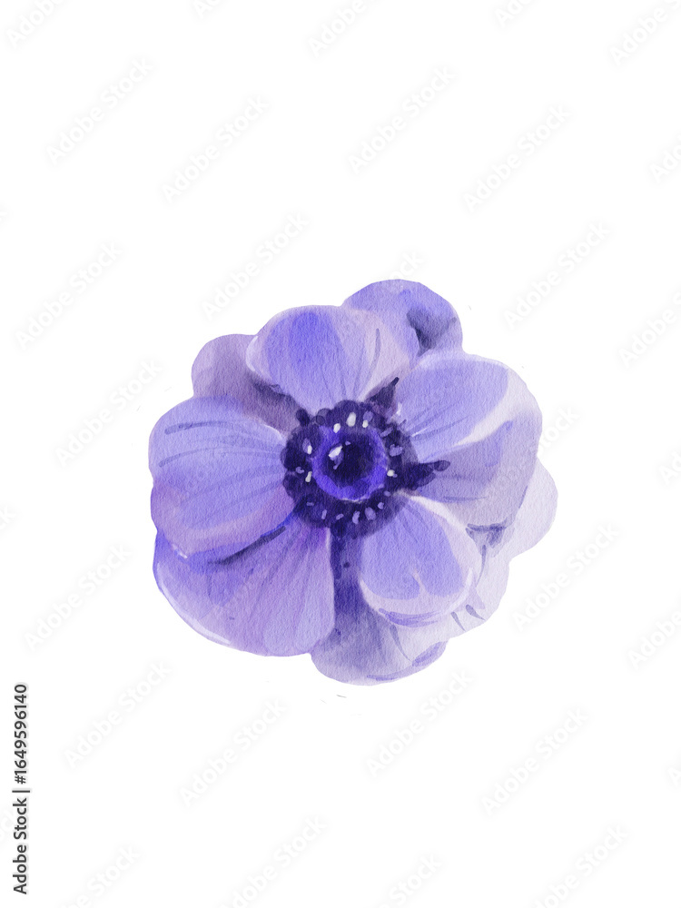 Obraz premium Anemone Clipart – Watercolor Botanical Flower Illustration