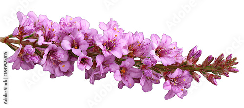 Wallpaper Mural A branch of vibrant pink flowers Torontodigital.ca