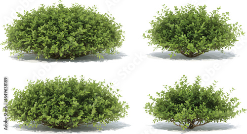 Diverse selection of lush green shrubs and vibrant plants, perfect for architectural visualization and outdoor landscaping projects.