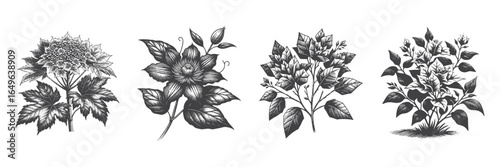 Vintage Hand-Drawn Paper Flowers Illustration, Decorative Floral Engraved Vector for Craft and T-Shirt Design