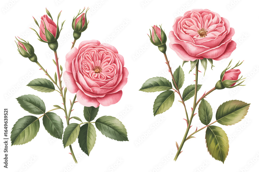 Naklejka premium Blooming garden roses in soft pastel colour tone. Romantic pink rose clusters paired with leafy botanical branches. 