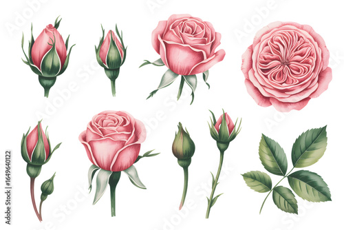 Soft blush rose clusters with leaves in botanical watercolor style. Watercolor rose flower vector isolator background 