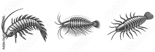 Vintage Hand-Drawn Silverfish Illustration, Insect Engraved Vector for Garden and T-Shirt Design