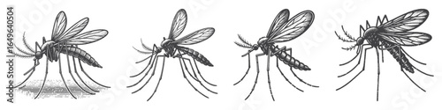 Vintage Hand-Drawn Mosquito Illustration, Insect Engraved Vector for Garden and T-Shirt Design