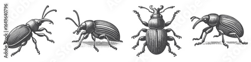 Vintage Hand-Drawn Beetle Illustration, Insect Engraved Vector for Garden and T-Shirt Design