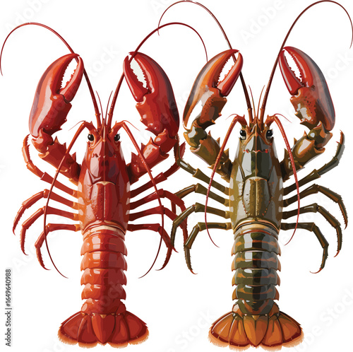 Realistic vector illustration of two lobsters, one cooked red and one raw green, isolated on white (71).