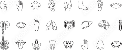 Outline Icons of Human Anatomy and Body Parts for Medical and Health Concepts science
