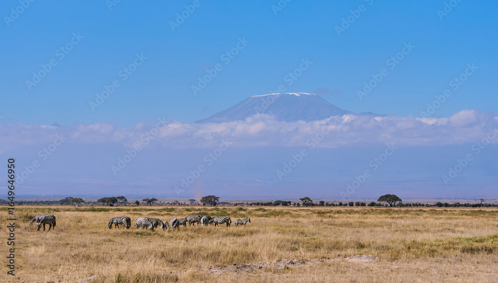 Obraz premium Zebras Grazing in African Grassland with Mount Kilimanjaro in Background