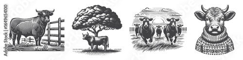 Vintage Hand-Drawn Cattle Wearing Sweater Illustration, Farm Animal Engraved Vector for Agriculture and T-Shirt Design