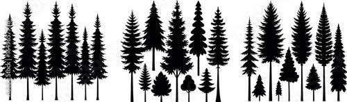 Silhouettes of evergreen trees in a forest setting	
