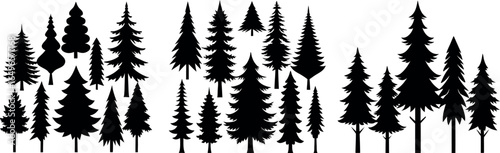 Silhouettes of evergreen trees in a forest setting	
