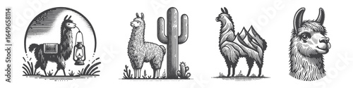 Vintage Hand-Drawn Llama With Cactus Illustration, Desert Animal Engraved Vector for Farm and T-Shirt Design