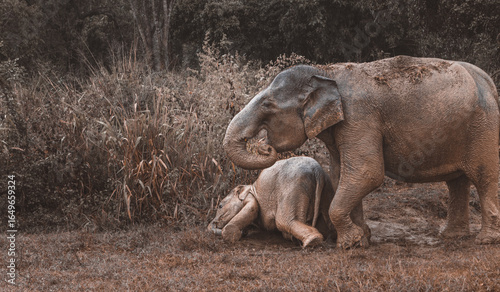 Maman Éléphant et bébé éléphant joue dans la boue