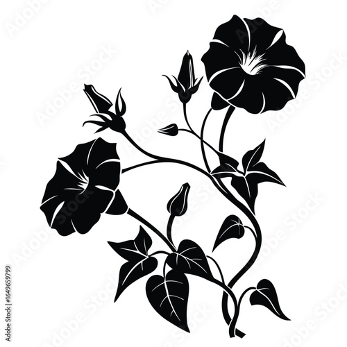 Graphic Black and White Morning Glory Flowers with Buds and Leaves Illustration