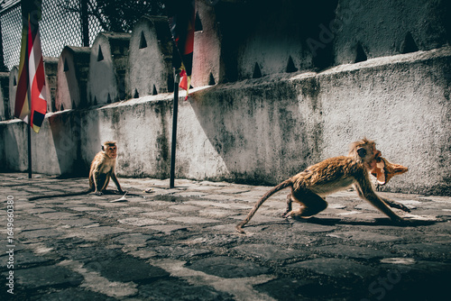 Singe chapardeur joueur à deux