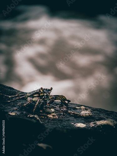 Crabe sur un rocher