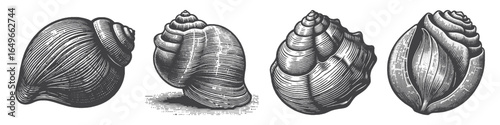 Vintage Hand-Drawn Turban Shell Illustration, Ocean Seashell Engraved Vector for Coastal and T-Shirt Design
