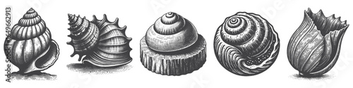 Vintage Hand-Drawn Helmet Shell Illustration, Ocean Seashell Engraved Vector for Coastal and T-Shirt Design