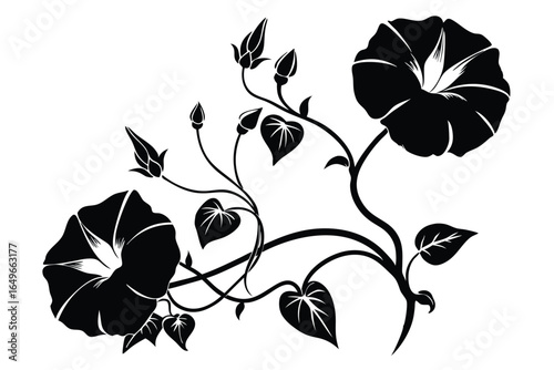 Black Silhouette of Morning Glory Flowers, Vine, HeartShaped Leaves and Buds Arrangement