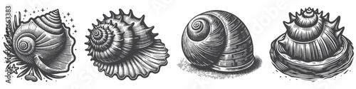 Vintage Hand-Drawn Moon Shell Illustration, Ocean Seashell Engraved Vector for Coastal and T-Shirt Design