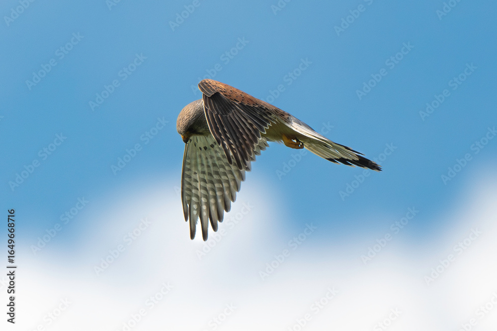 Fototapeta premium Faucon crécerelle, Falco tinnunculus, Common Kestrel