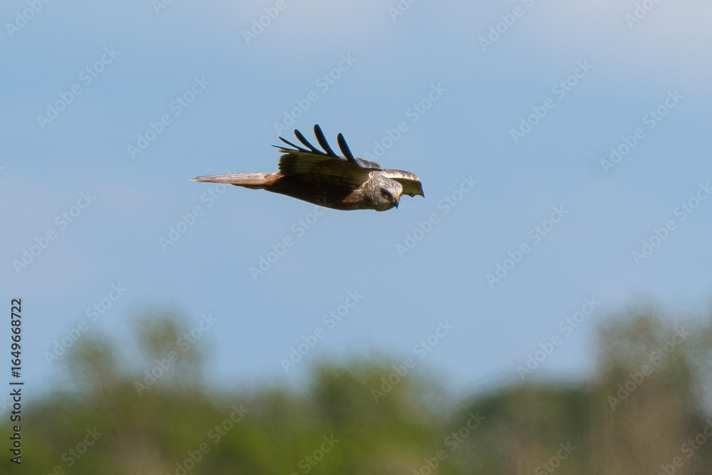 Obraz premium Busard des roseaux, Circus aeruginosus, Western Marsh Harrier