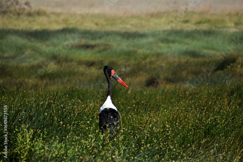 Animals in Tanzania, Africa from Safari