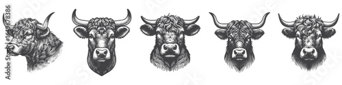 Vintage Hand-Drawn Cattle Head Portrait Illustration, Farm Animal Engraved Vector for Livestock and T-Shirt Design