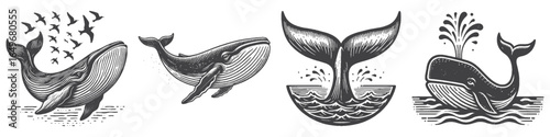 Vintage Hand-Drawn Whale Spray Water Illustration, Marine Animal Engraved Vector for Ocean and T-Shirt Design