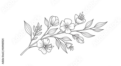 Delicate floral branch with open blossoms and closed buds, outlined in black on a white background