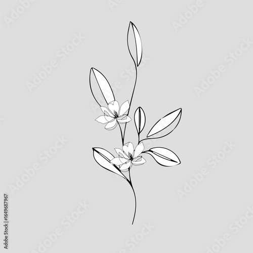 vector illustration of a white flower line art
