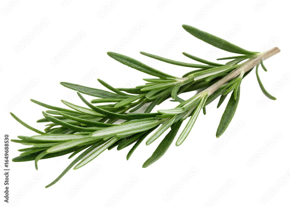 Rosemary sprig green herb isolated on a transparent background