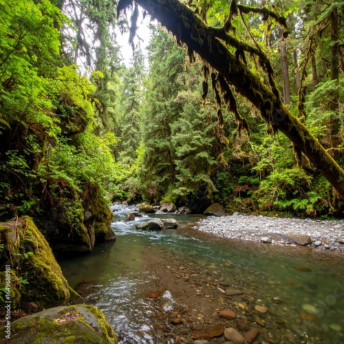 Lush forest stream scene (1)