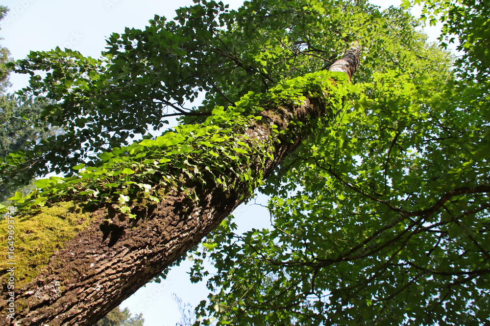 Fototapeta premium trees in a japanese and oriental park in france