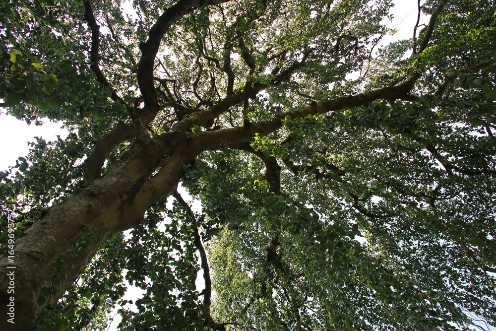 Fototapeta premium trees in a japanese and oriental park in france 