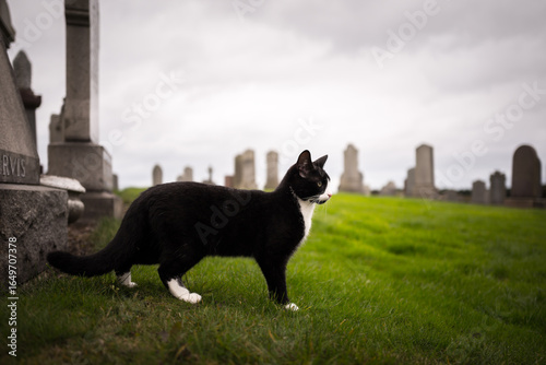cat in a cemetary